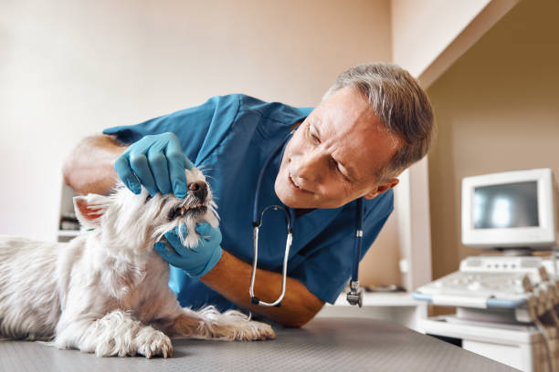Best Chipped Tooth Repair Near Me  in Duncannon, PA